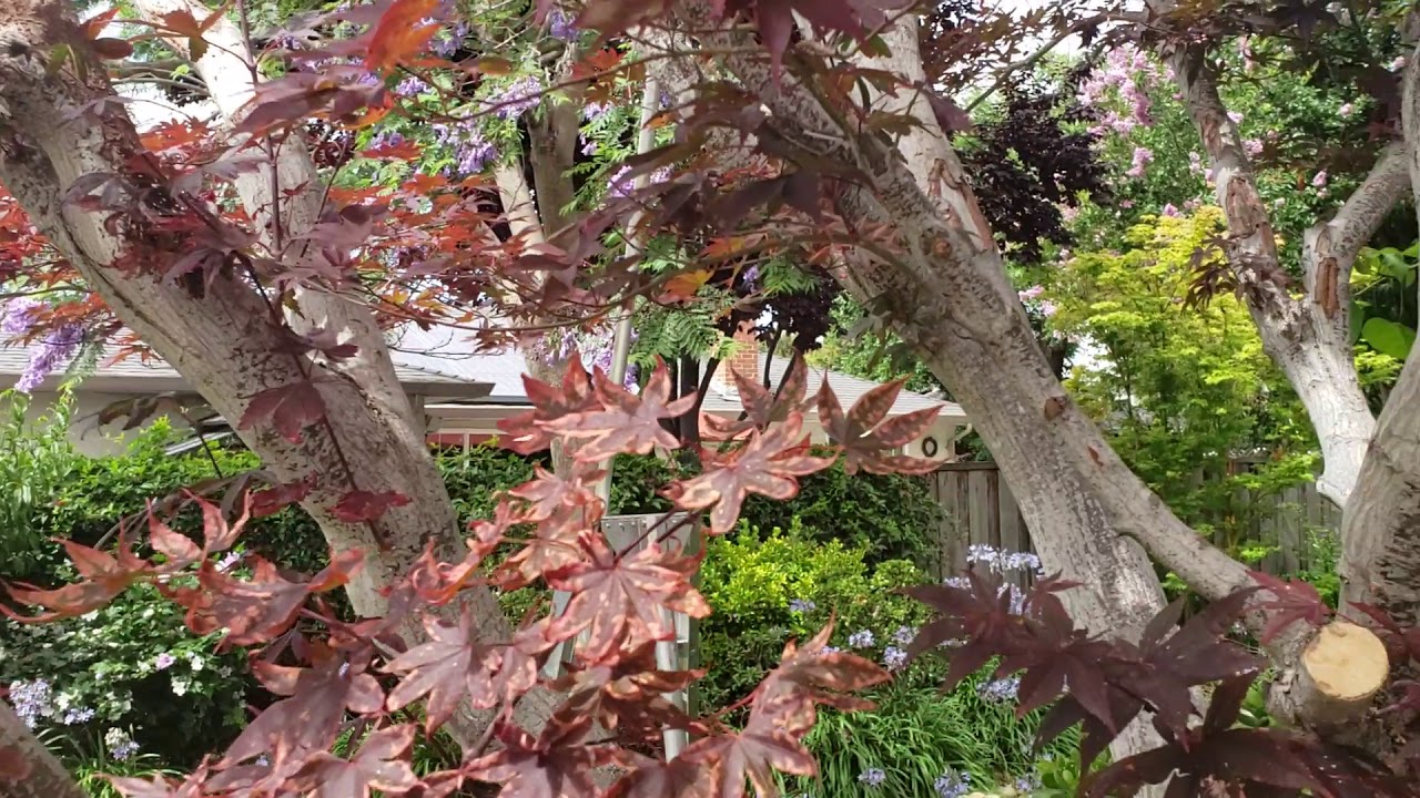 Damage To Japanese Maples By Squirrels YouTube Damage To Japanese Maples By Squirrels YouTube