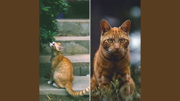Sublime Backdrops for Mysterious Cat