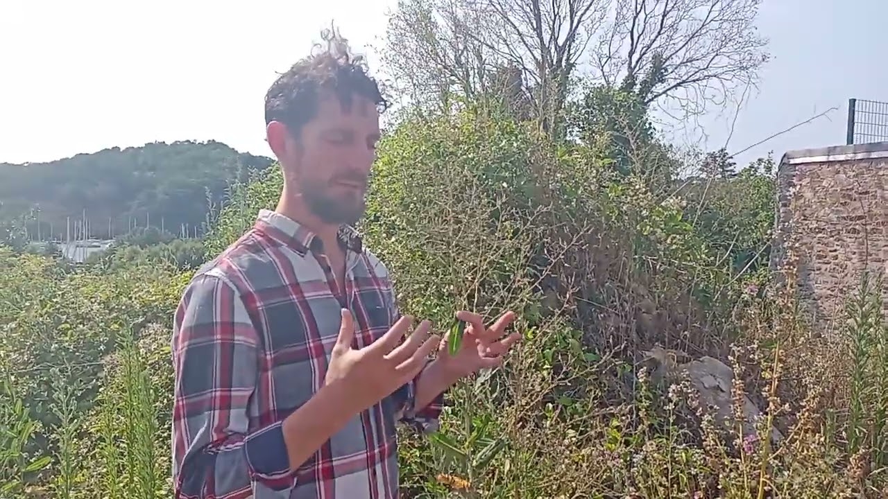 6.Wilder Lattich (Lactuca virosa) - Wild Lettuce