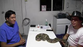 Mi nueva serpiente al veterinario ¿Que fue lo que paso?  (que hacer cuando llega un nuevo ejemplar) by Explorando Ando  145 views 1 year ago 21 minutes