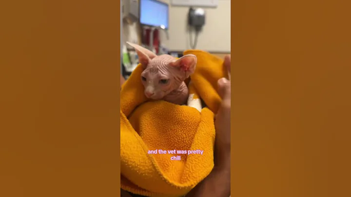 1st week with my new sphynx kitten vlog #sphynxkitten #kitten #sphynx #cutecat #oddeyecat #catvlog