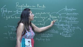 CBSE 11&12th Biology | Respiration in Plants | Theory and Problem Solving |  in English | Misostudy