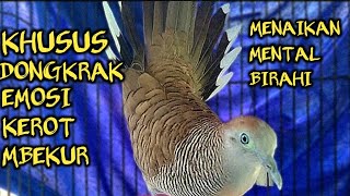 Download lagu Pancingan Perkutut Lokal Husus Kerot Mbekur Cocok Untuk Terapi Naikkan Mental Birahi Kutut