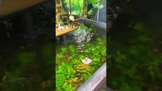 Ông 5 lại đy câu cá #thetrieuguppyfarm #ntaquarium #aquarium #aquascape #fishkeeping