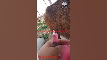 Intra Muscular Injection in buffalo calf #vet #vet Shubham Official