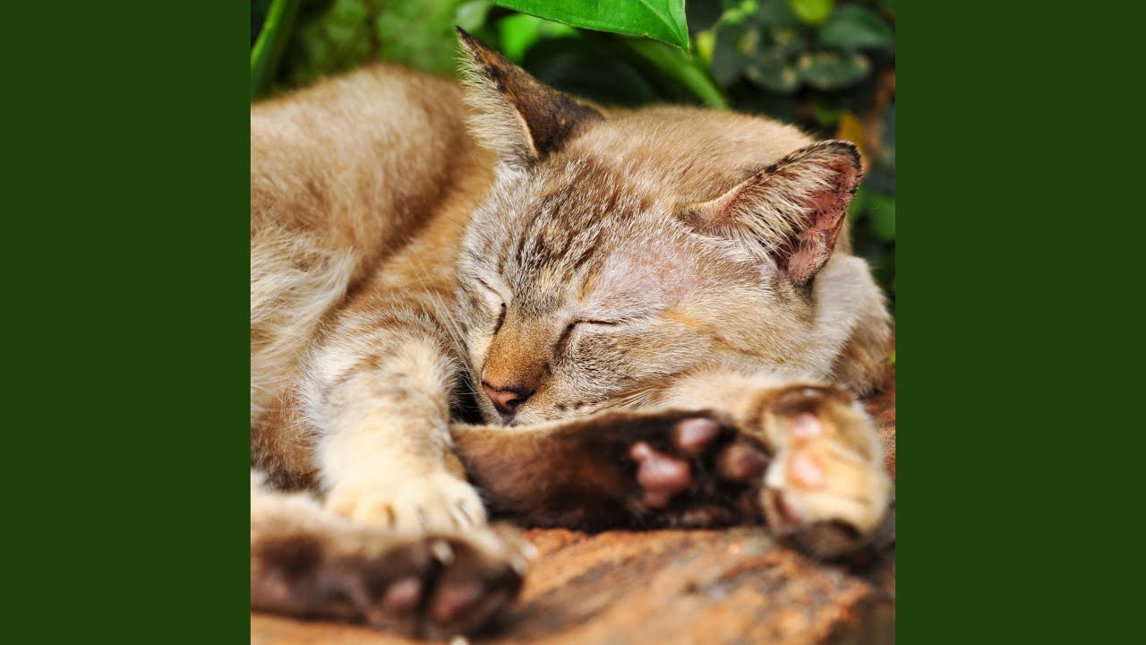 Soothing Cat Slumber in Waterfall Sounds