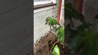 IMG 0477