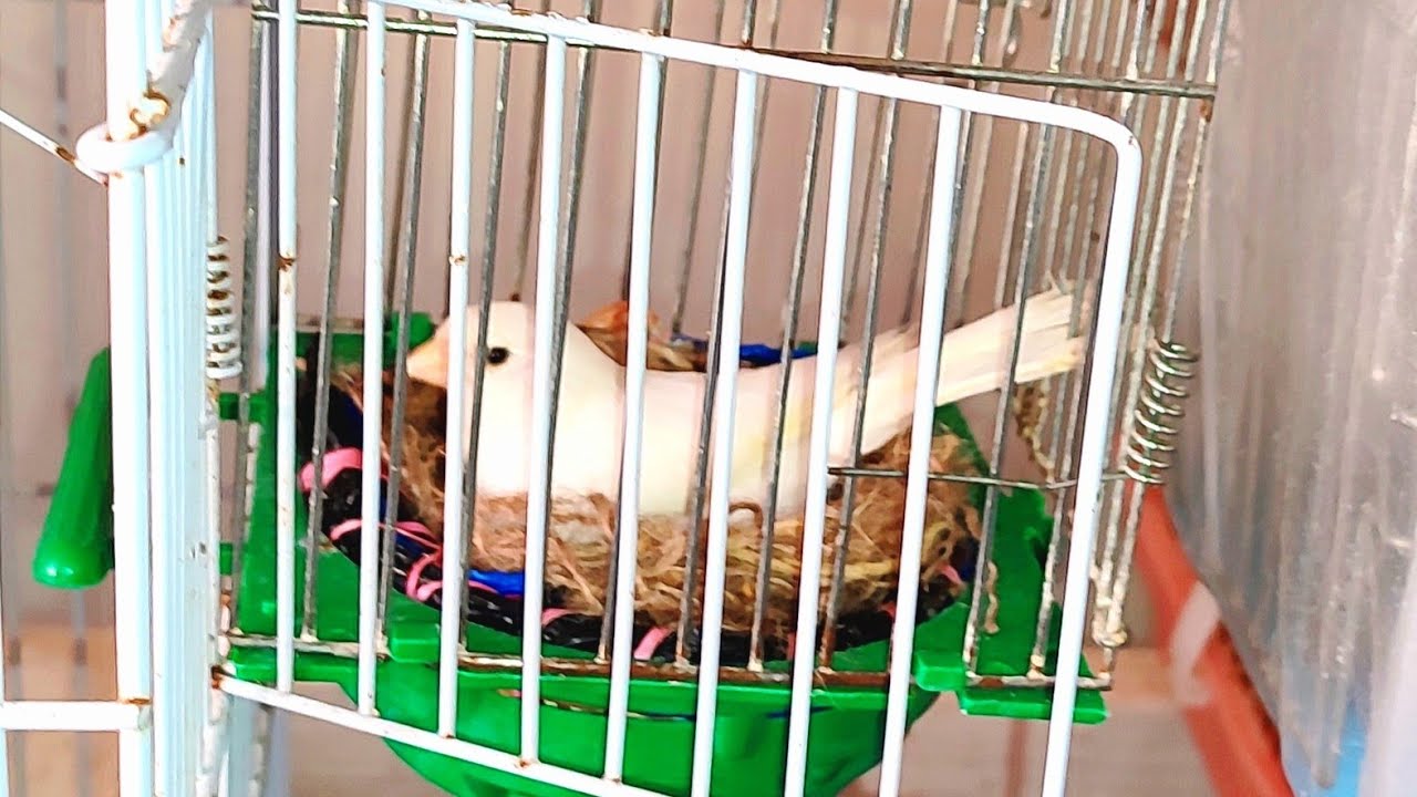 كيف تتعامل مع أنثى الكناري في فترة حضن البيض🐦🕊️+(برنامج غدائي جيد نقدمه في هاذه الفترة)🐣🦜💯