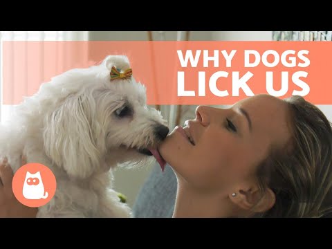 Why Does My DOG LICK ME? 🐶👅 (Face, Feet, Hand and Ear Licking)