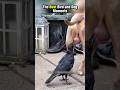 Ranking Funniest Animal Moments #animals #pets