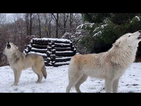 Gray Wolves Howling in Winter