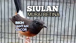 SUARA MURAI BATU BETINA memanggil jantan agar Emosi jadi NYAUT BUNYI GACOR BONGKAR MATERI ISIAN 
