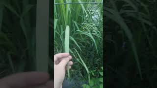 Papel Raw Material