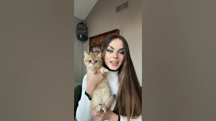 Video 3682861: scottish british cat