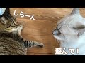 先住猫たちを見かけるとずっとついて行く猫になっています・・