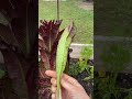 Have you ever wondered what lettuce looks like in the... #Shorts #chefjoanna