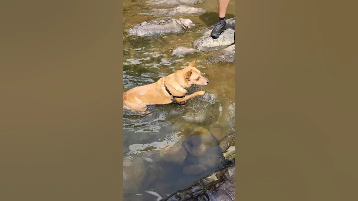 Refreshing dip