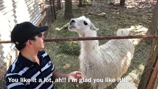 The llama spits at me!!!  La llama me escupe!!!