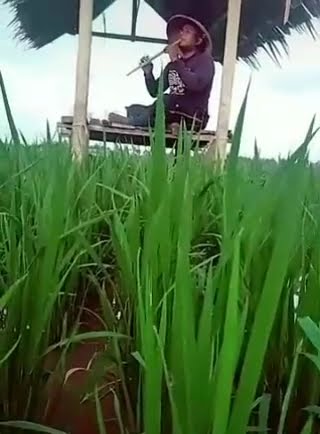 Story wa suling bambu