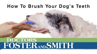 How to Brush Your Dog's Teeth | DrsFosterSmith.com by Drs. Foster and Smith Pet Supplies 1,756 views 8 years ago 1 minute, 7 seconds