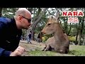 NARA: TEMPLI, NATURA ED UN CERVO PER AMICO