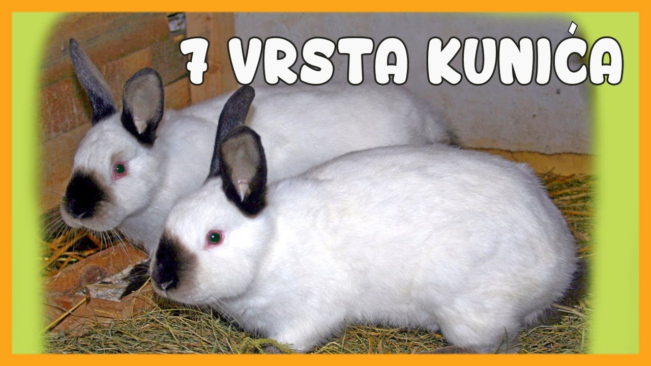 Saznajte koje su popularne rasa kunića - sedam najpopularnijih na ovim ...