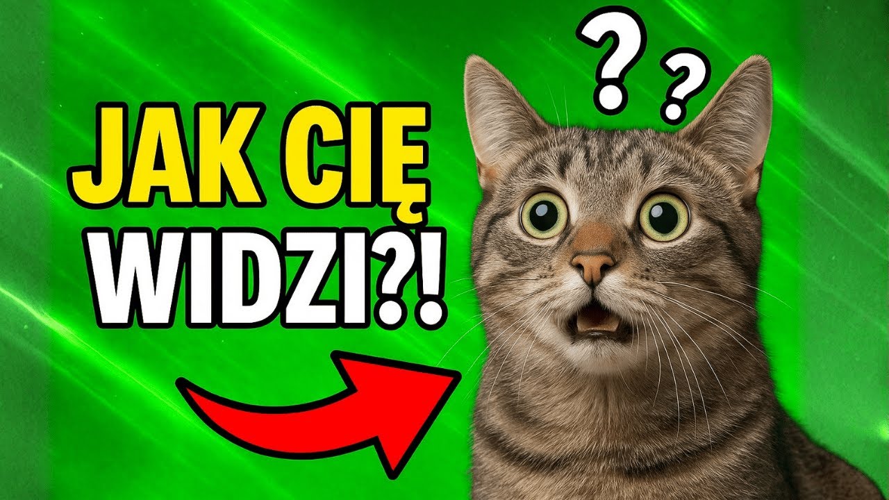 KOT nie widzi Cię TAK, JAK MYŚLISZ!!