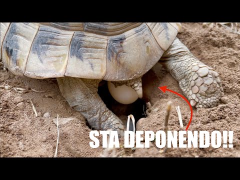 Video: Quando si dice che un animale si riproduce deponendo le uova?