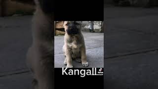 Kangal