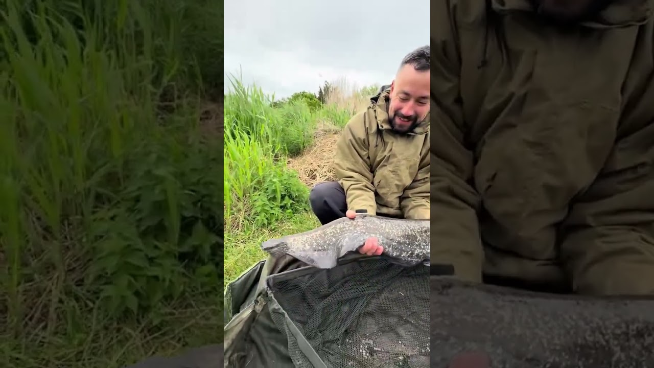 First catfish for mark so another PB already want to go again #fishing #catfish #deadbait #fyp