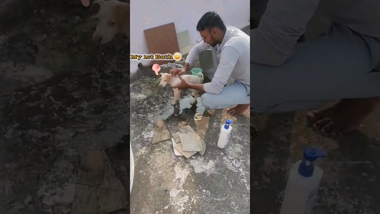 My Cutie's 1st bath | Hot water | Summer Bath | Cute Dog 🐕 | Don't Forget To Like And Subscribe