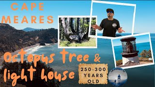 Cape Meares lighthouse & Octopus tree 250-300 years old
