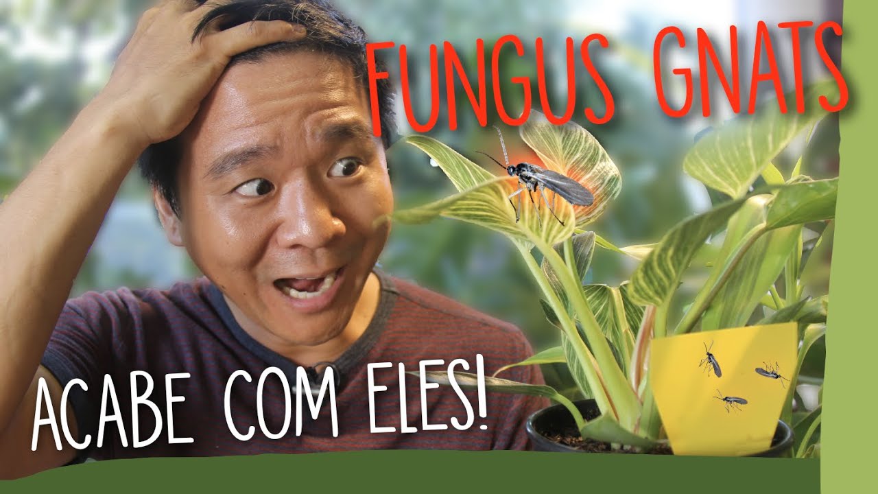 Como acabar com os FUNGUS GNATS!