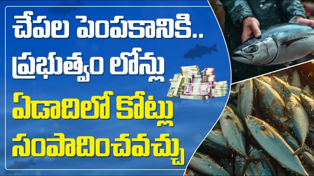 Fish Farming Business | The Future of Fish Culture in Telangana and Andhra Pradesh