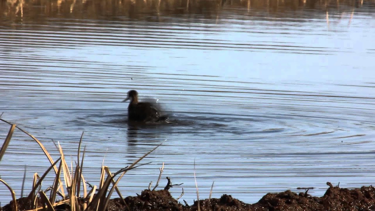 Red-necked phalarope taking a bath 