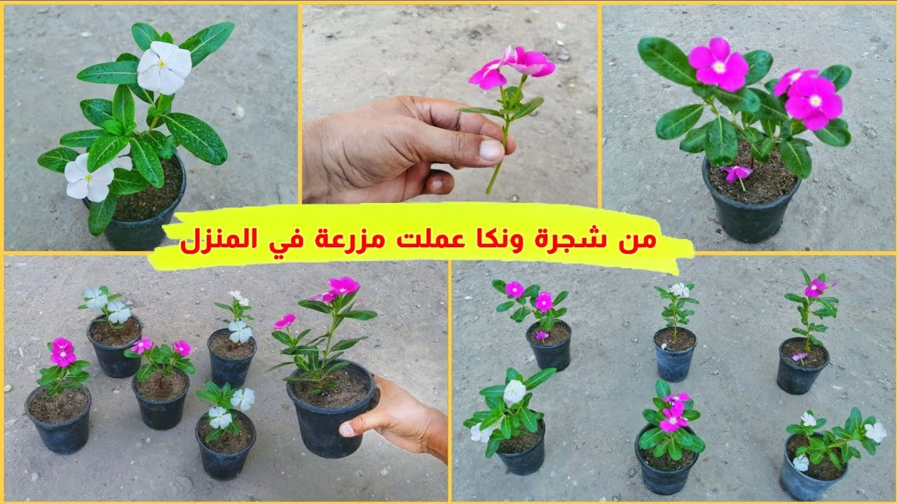 كيفية الإكثار من نبات الونكا أسهل طريقة علي اليوتيوب