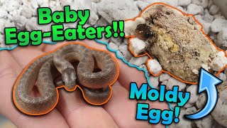 Baby EggEating Snakes Hatching!!