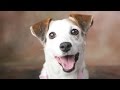 Jack Russell Dog Breed