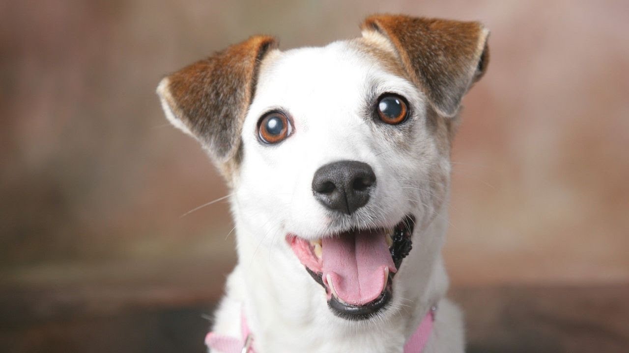 Jack Russell Dog Breed - YouTube