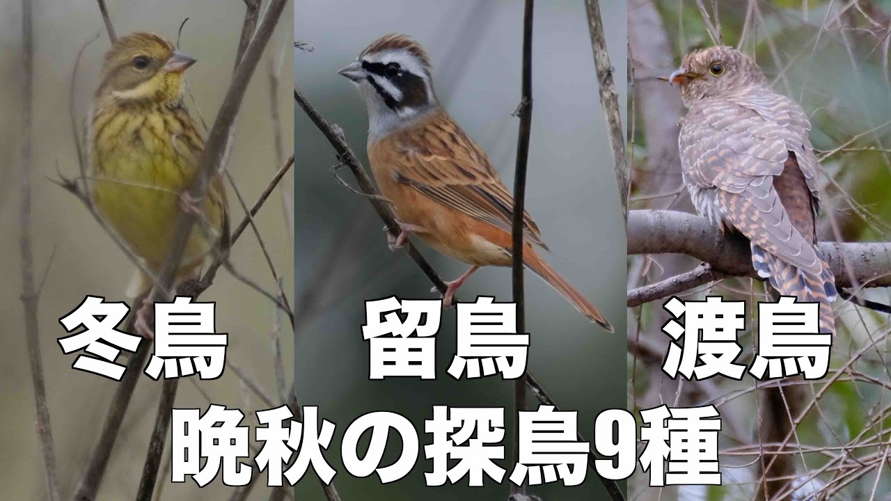 11月6日 冬鳥1番はアオジ 秋ヶ瀬公園探鳥 - YouTube