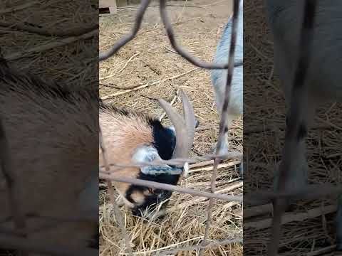 Mocha And Gnomie Goatlife Shorts