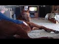 Funny and cute horse videos Compilation that will make you happy and happy