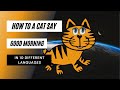 How To a Cat Say Good Morning in 10 Different Languages - how to say 