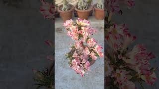 ADENIUM FLOWER  #gardening #pruning #adenium #flowers #adeniumcare #desertrose #plants #repoting