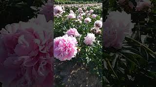 Где посмотреть на цветущие пионы в Италии #италия #сады #пионы #цветы #природа #красота