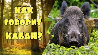 КАК ГОВОРИТ КАБАН / ЗВУКИ КАБАНА 🐷  #кабан #звуки_кабана #как_говорит_кабан