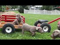 Labrador retriever puppies