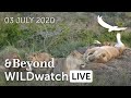 WILDwatch Live | 03 July, 2020 | Afternoon Safari | South Africa