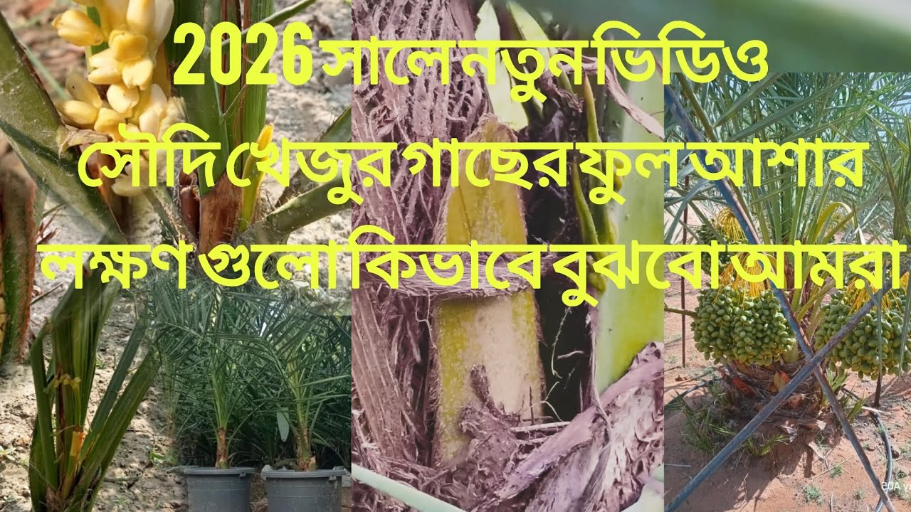 ২০২৬ সালে#সৌদি #খেজুর গাছে #ফুল আসার আগে কিভাবে বুঝবো প্রয়োজনে যোগাযোগ ০১৭৮১৬১৫৯৯৯