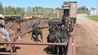 Hollis Livestock Commission April 20, 2019